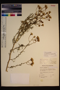 Senecio flaccidus var. douglasii image